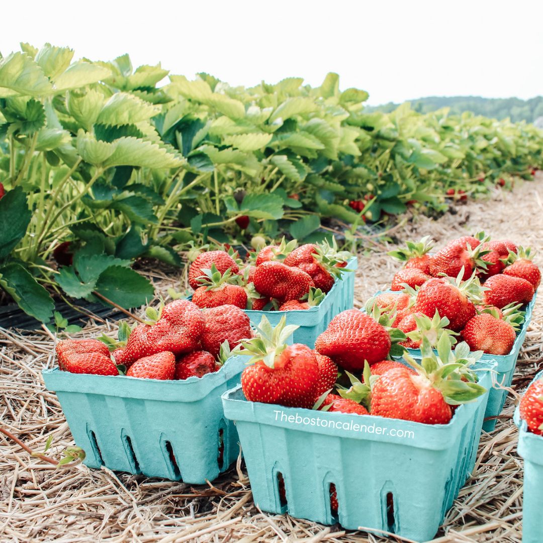 Strawberry Festival